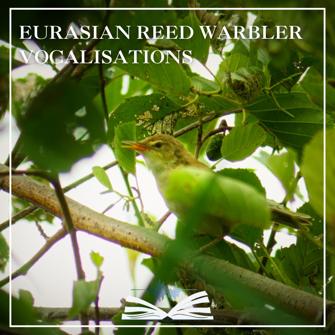 Eurasian Reed Warbler Vocalisations